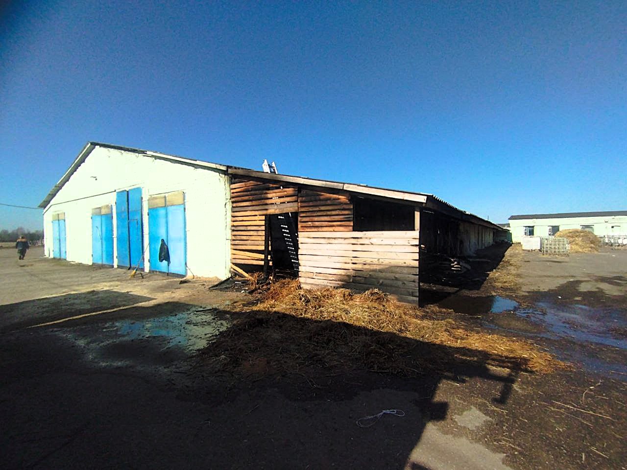 72 коровы и 32 телёнка спасены на пожаре в Воложинском районе