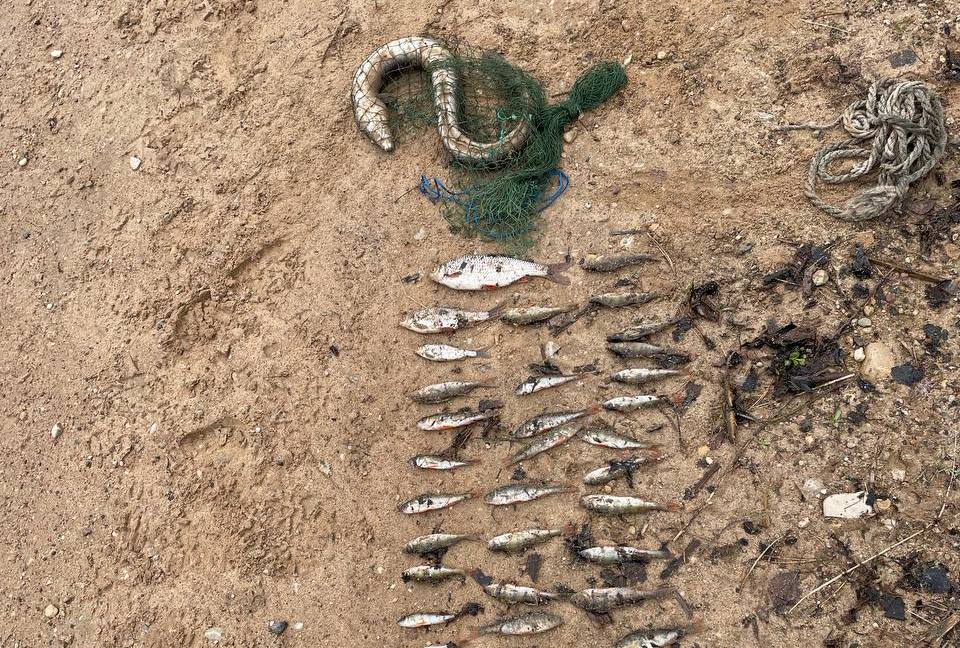 Жителя Постав привлекут за браконьерство на реке Мяделка