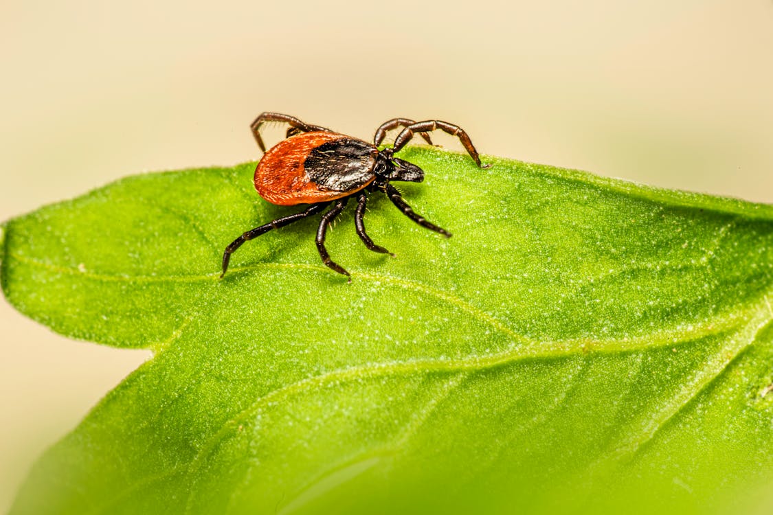 Стали известны самые опасные районы Минской области по активности клещей
