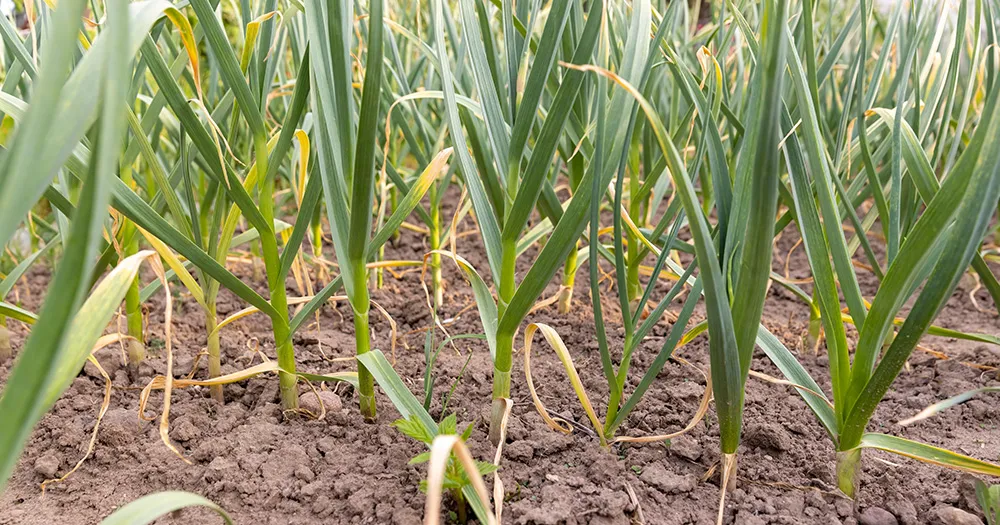 Что делать, если желтеет чеснок