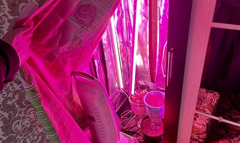 Житель Браславского района в шкафу вырастил мини-плантацию конопли