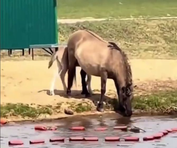 Табун диких лошадей заметили на берегу водоёма в Воложинском районе