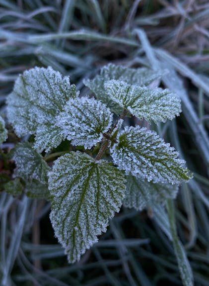 Заморозки до -3°С и порывистый ветер прогнозируют синоптики