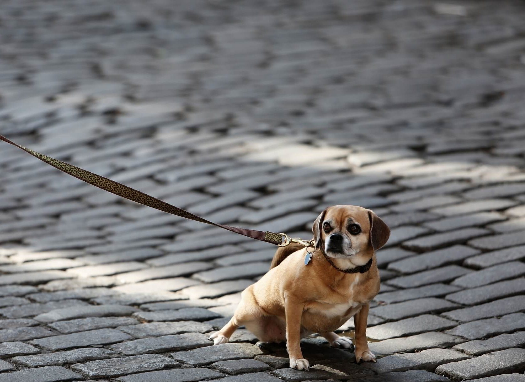 Выяснили, как будут вычислять тех, кто не платит налог на собак и скрывает питомца