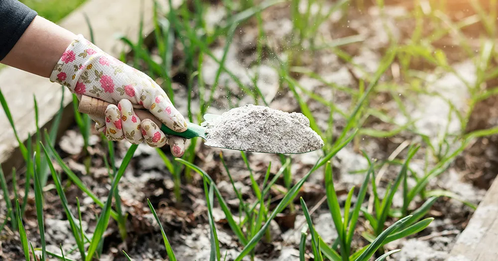 Изучили, чем надо подкормить озимый чеснок весной