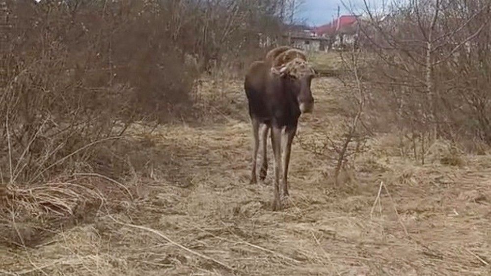 Мядельчанину пришлось уносить ноги после встречи с диким животным в райцентре