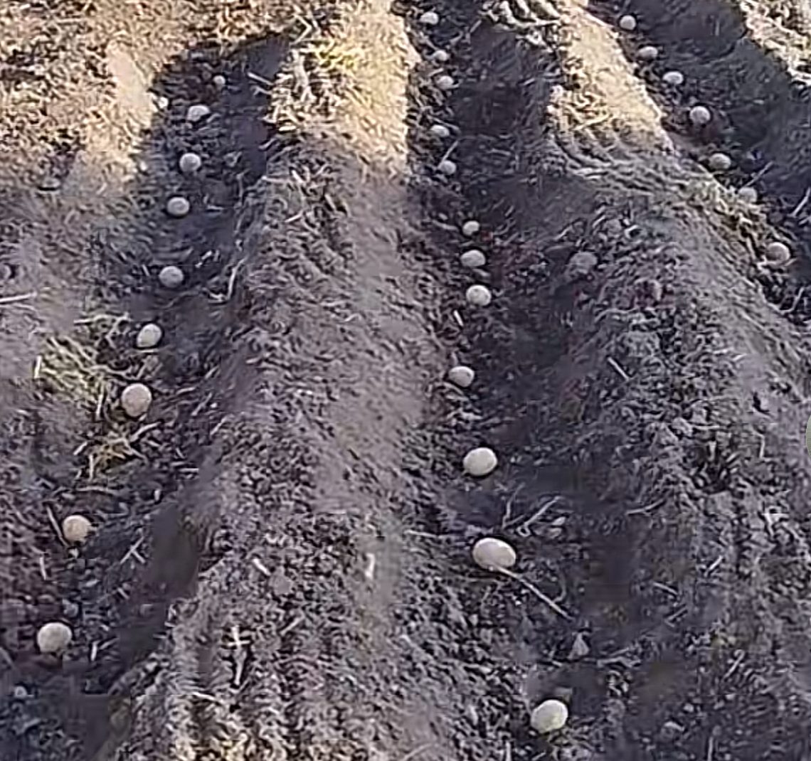 Советы и приметы из TikTok, когда сажать картофель