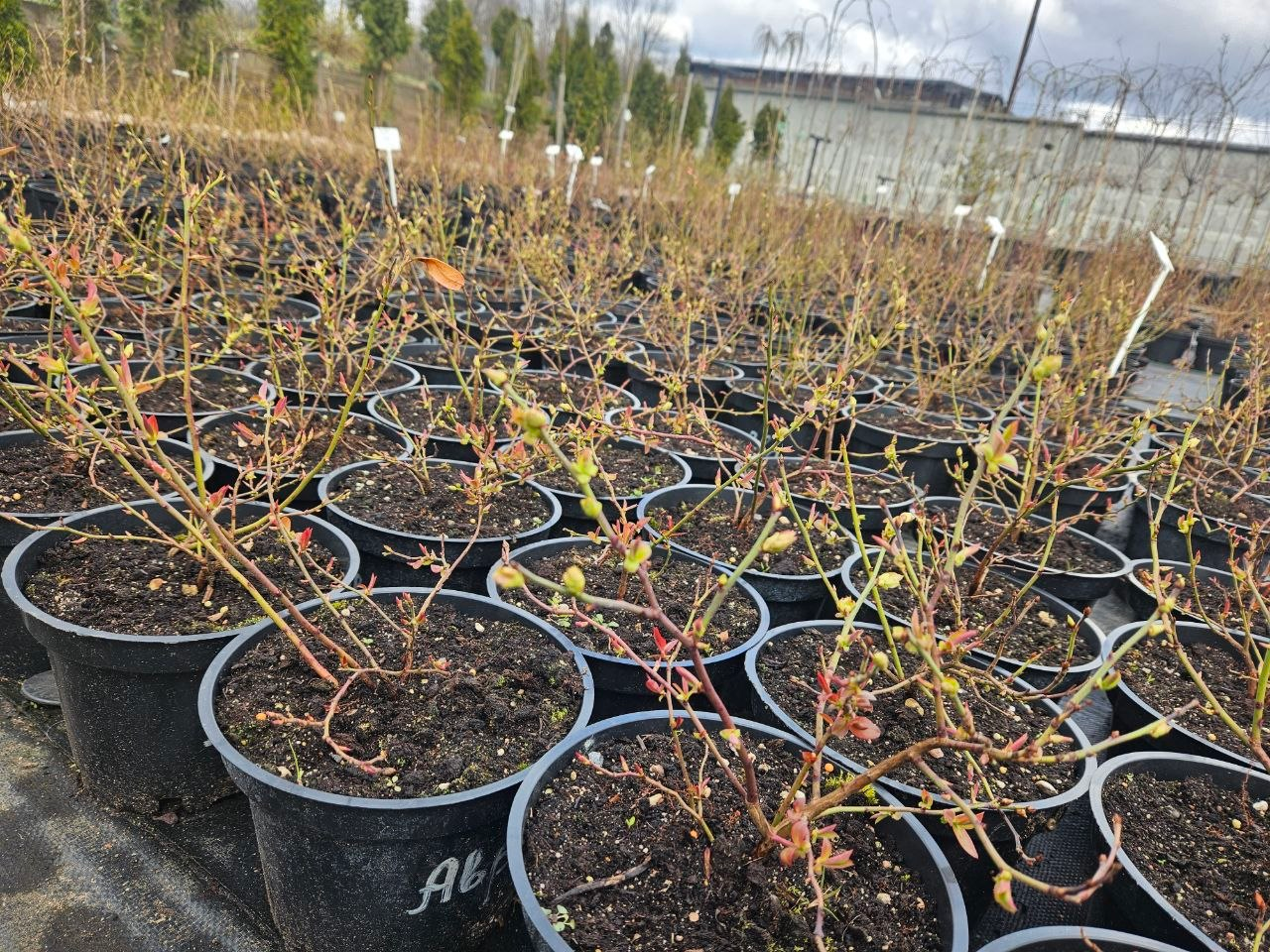 Рассказываем о правильной посадке голубики и уходе за прижившимися кустами весной