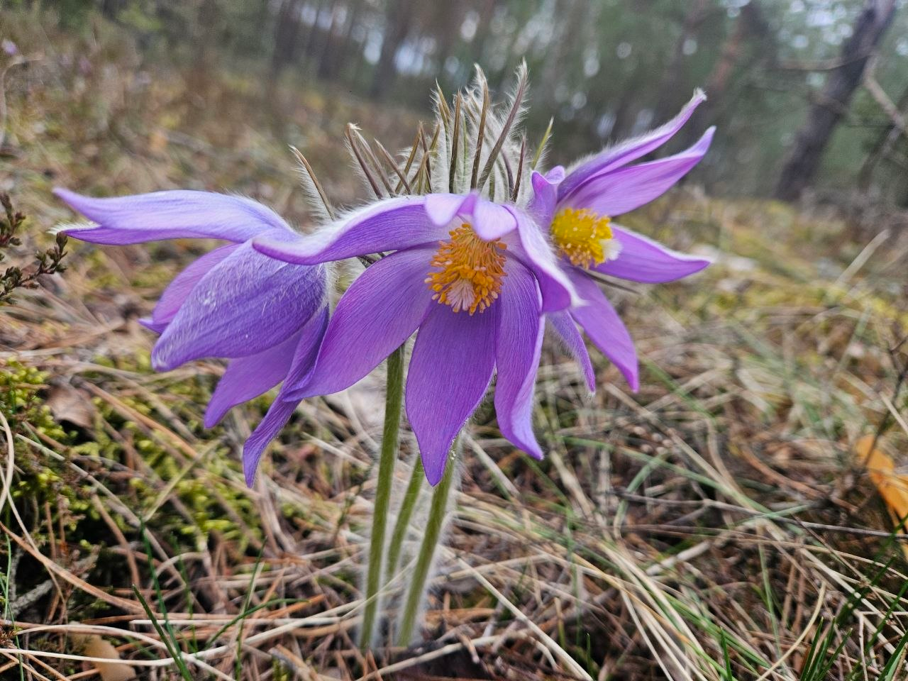 По дороге из Вилейки в Молодечно нашли в лесу сон-траву