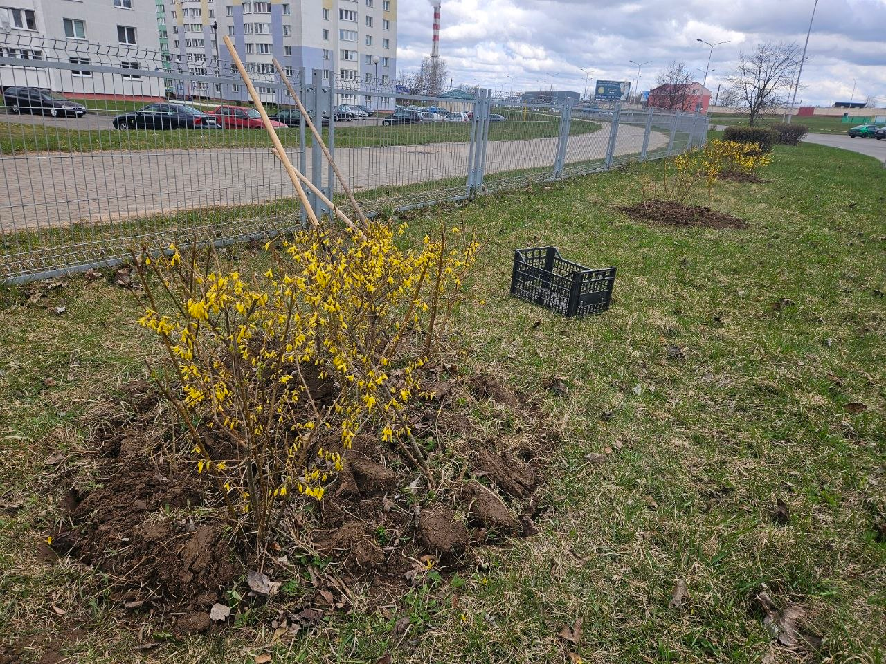 Смотрите, где в Молодечно отремонтировали дороги и высадили айву, спирею японскую и форзицию