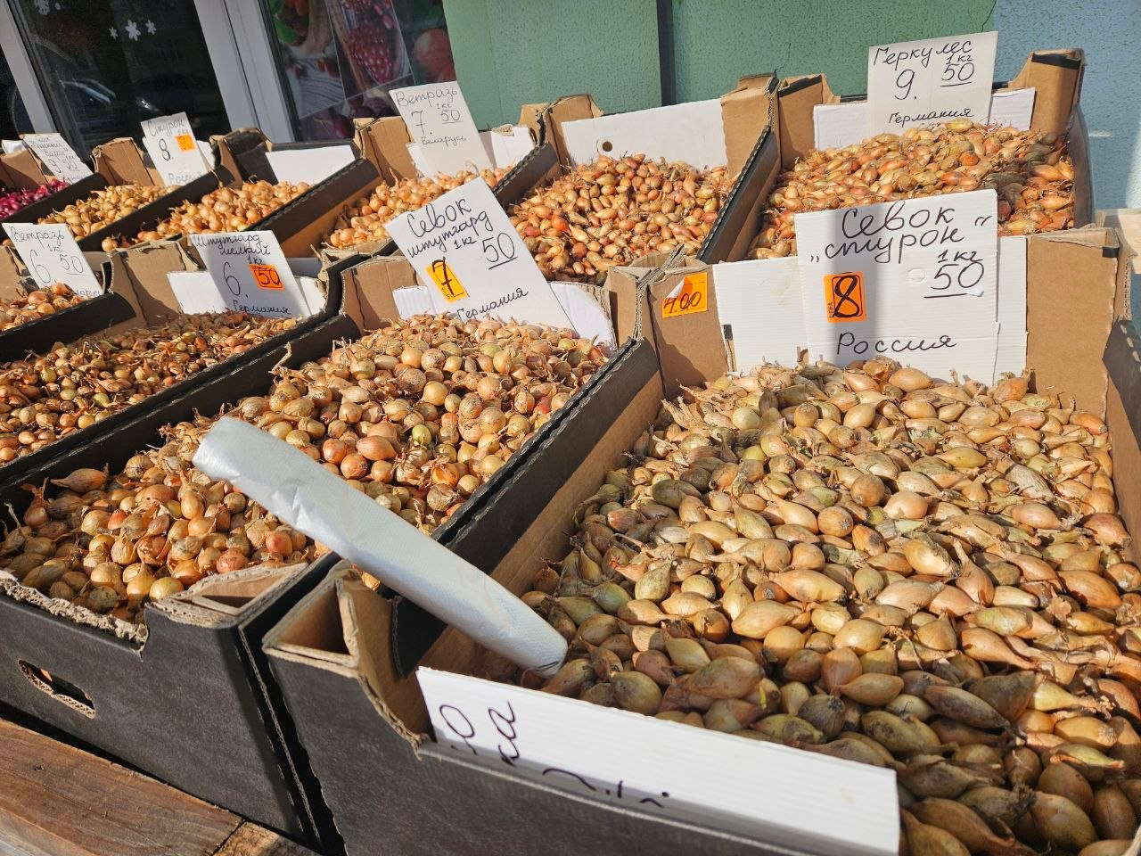 Разбираемся, какой сорт лука-севка выбрать и за сколько его можно купить на рынке в Молодечно