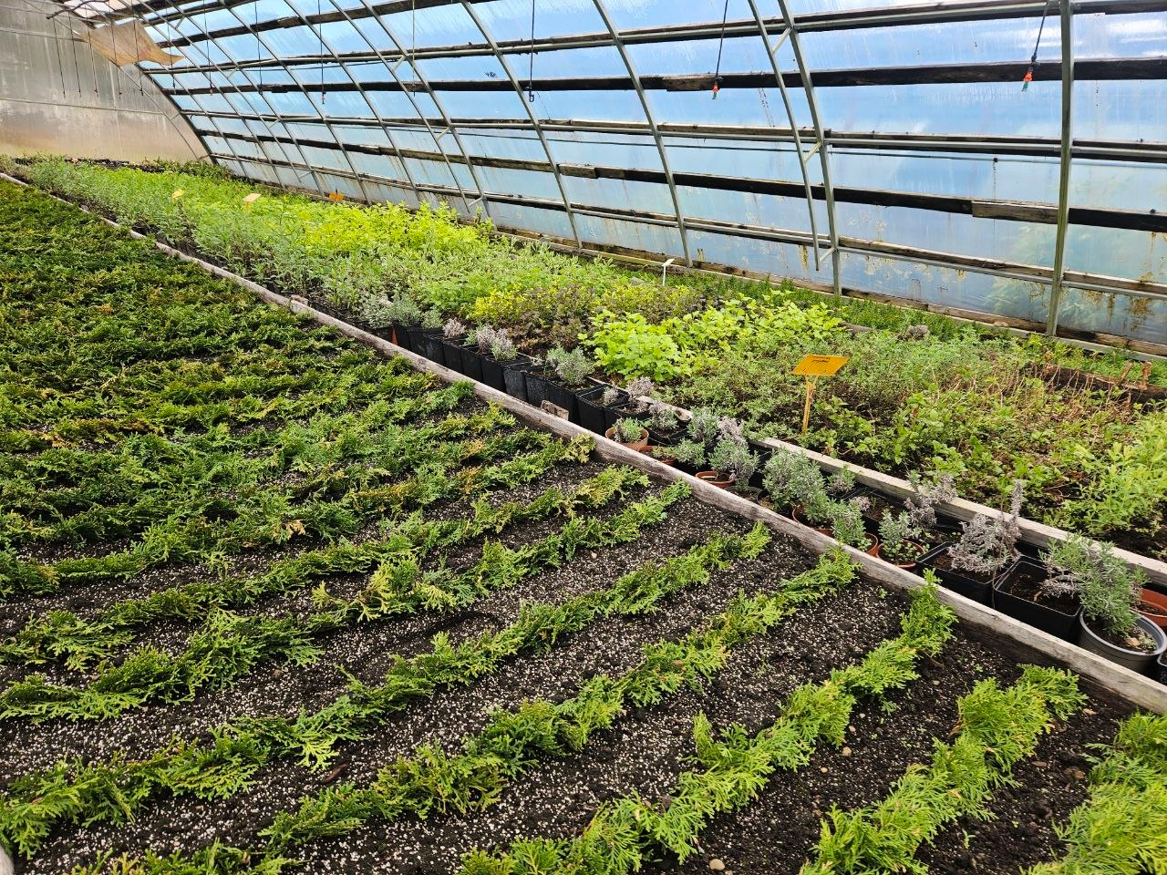 Стоит ли сажать возле дома ель и как сэкономить на выращивании туй, узнали в питомнике Молодечненского лесхоза