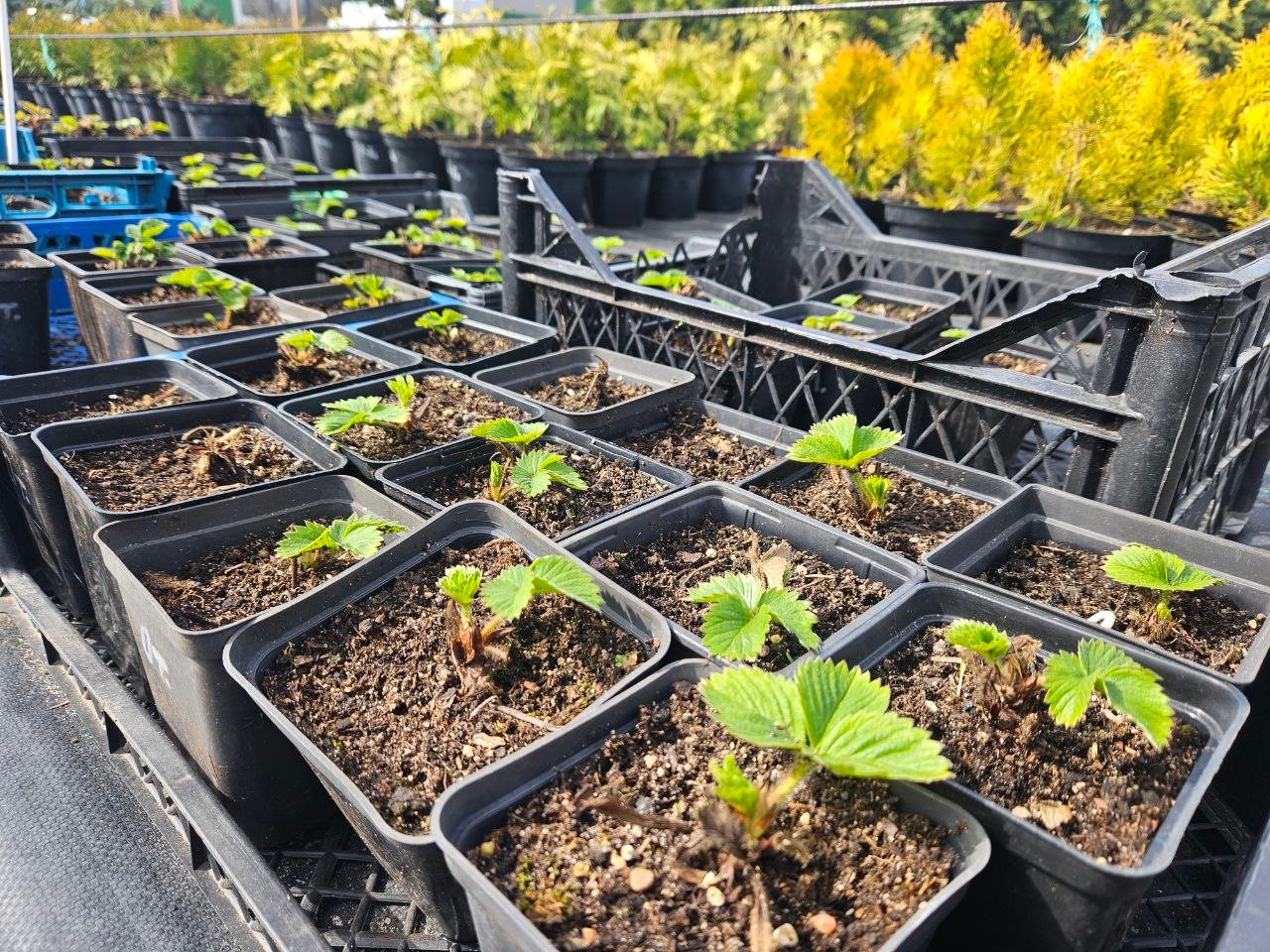 Выбираем саженцы вкусной клубники и даём советы, как собрать хороший урожай