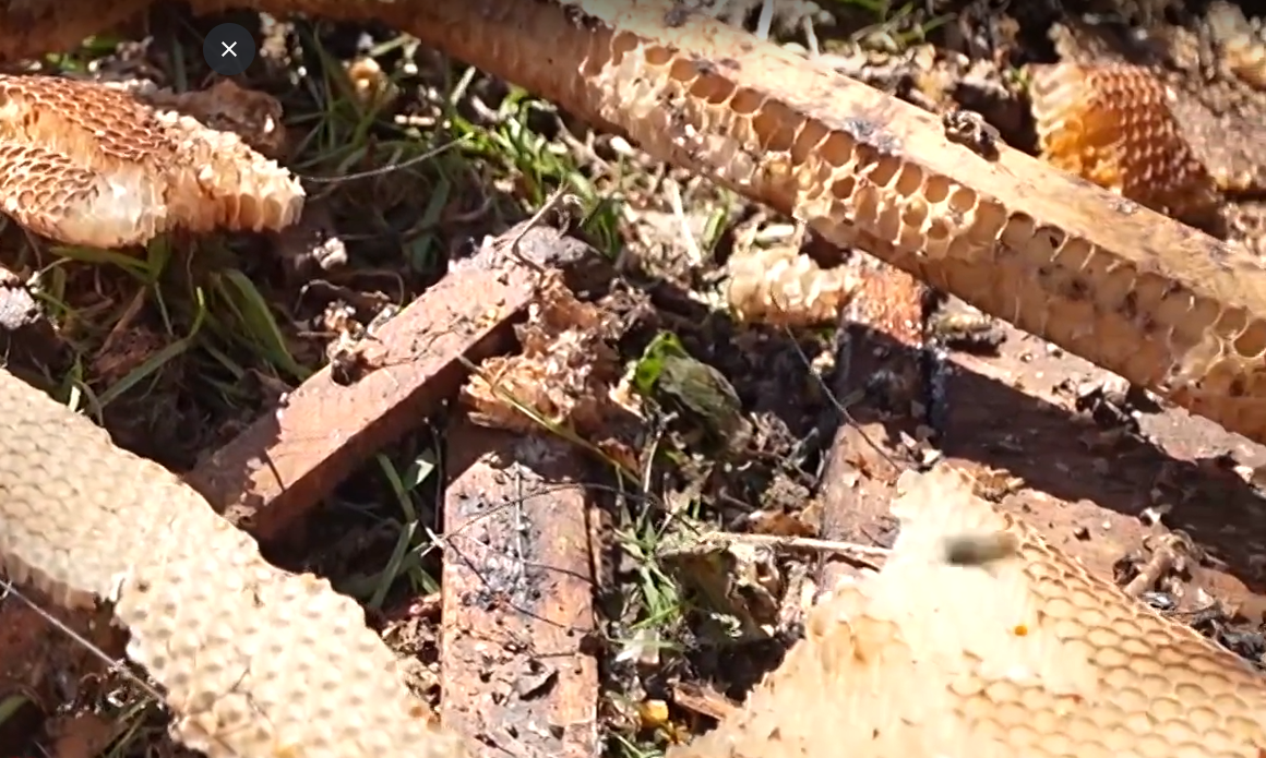 Медведь разоряет пасеку опытного пчеловода Василия Винокурова