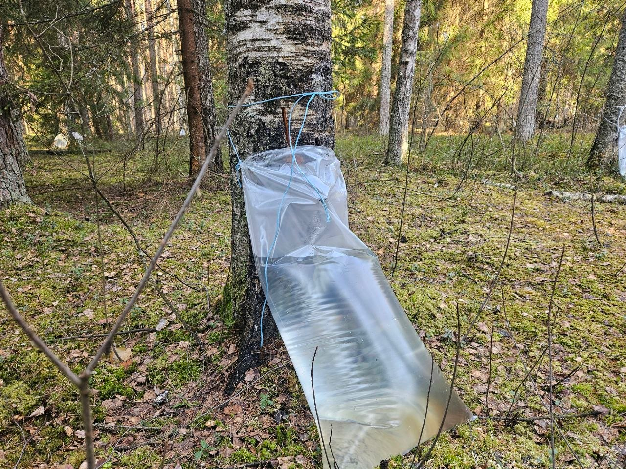 Более 100 тонн берёзового сока реализовал Молодечненский лесхоз. Спросили, сколько купили жители района