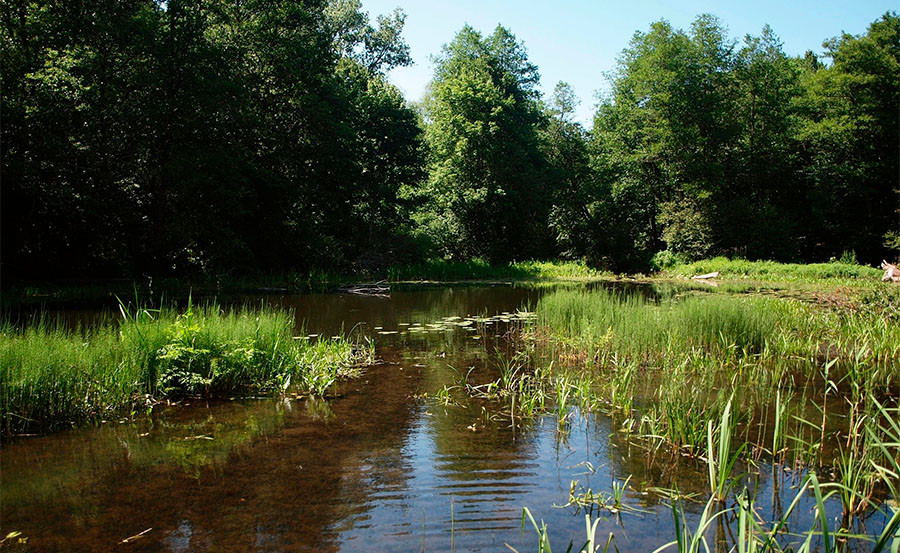 Рыбак из Постав словил 39 окуней, угря, линя и плотву и стал фигурантом уголовного дела