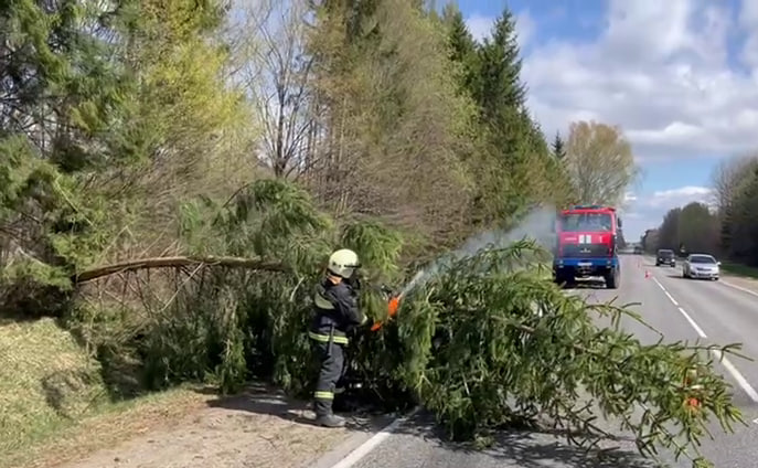 Сильный ветер повалил деревья