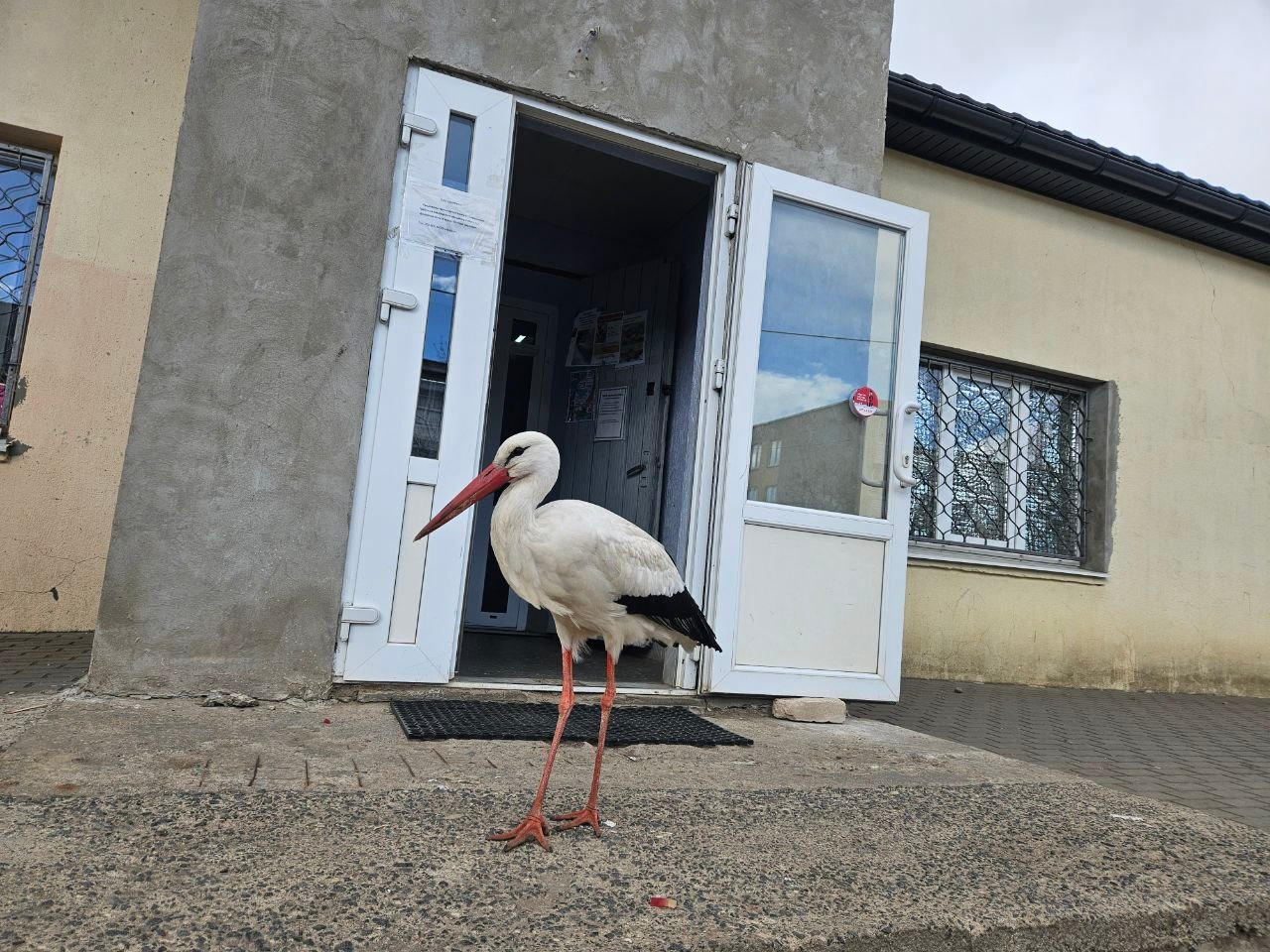 В деревне Дуброво в магазин приходит аист, который любит колбасу и сосиски