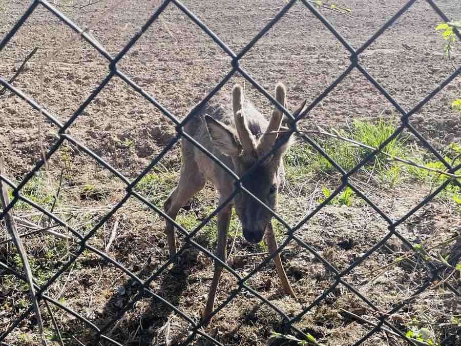 Жительница деревни Молодечненского района хотела помочь раненой косуле и звонила в Белгидромет и МЧС