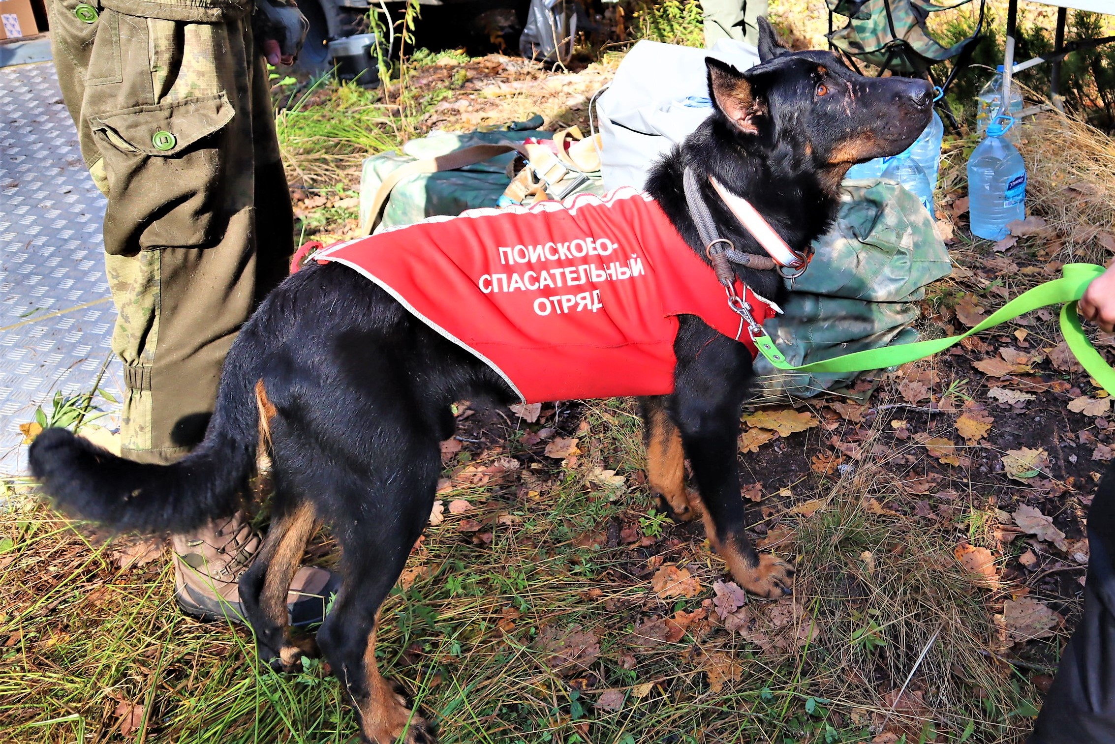 Пёс Лютик нашёл мёртвым пропавшего в молодечненском лесу пенсионера