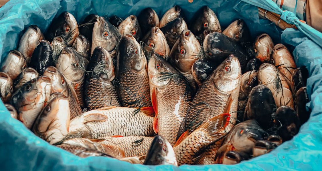 Стало известно, в какой из областей создадут рыбный холдинг