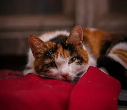 Хозяина выброшенного кота или собаки могут наказать