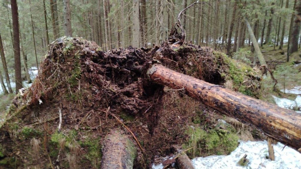 Мужчина во время прогулки с собакой в лесу нашёл миномётные мины