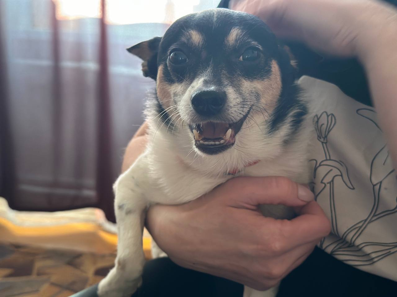 Узнали, как решается вопрос с дальнейшим проживанием собак в общежитиях Вилейки