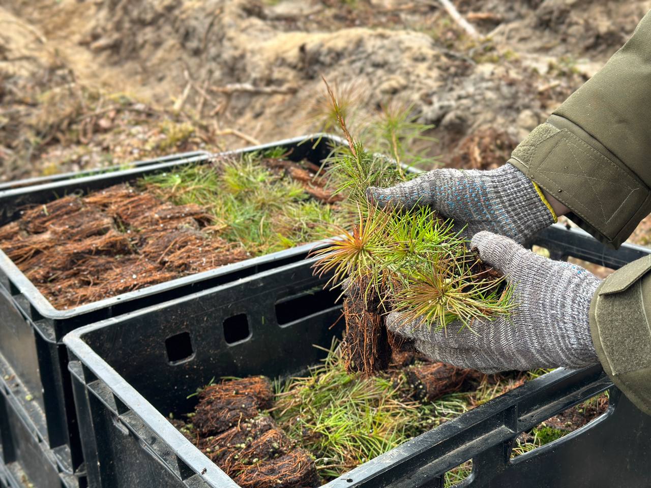 Более 8 тысяч саженцев сосны высадил коллектив Верховного Суда в лесу недалеко от Вилейки