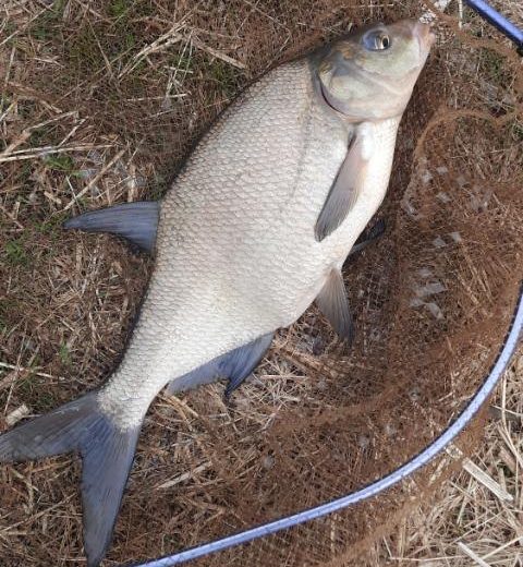 Смотрим трофеи рыбаков на водоёмах Вилейского и Браславского районов