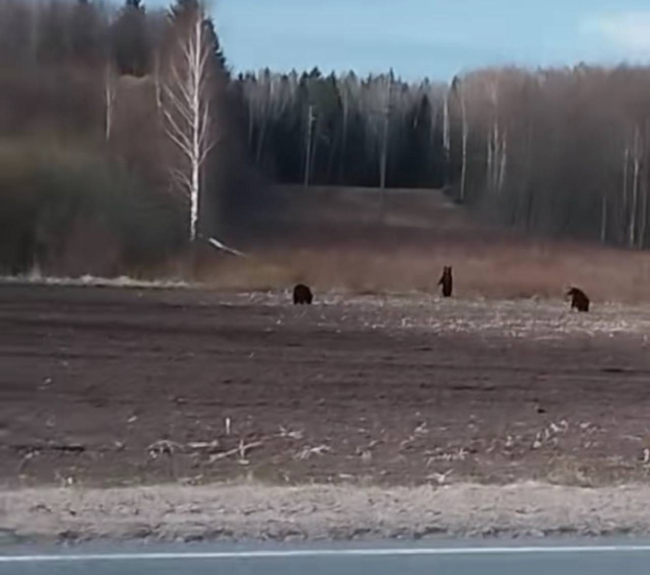 Троих медведей встретили у дороги в Вилейском районе. Рассказываем, где