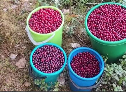 Несколько вёдер клюквы собрали белорусы в апреле на болотах в Витебской области