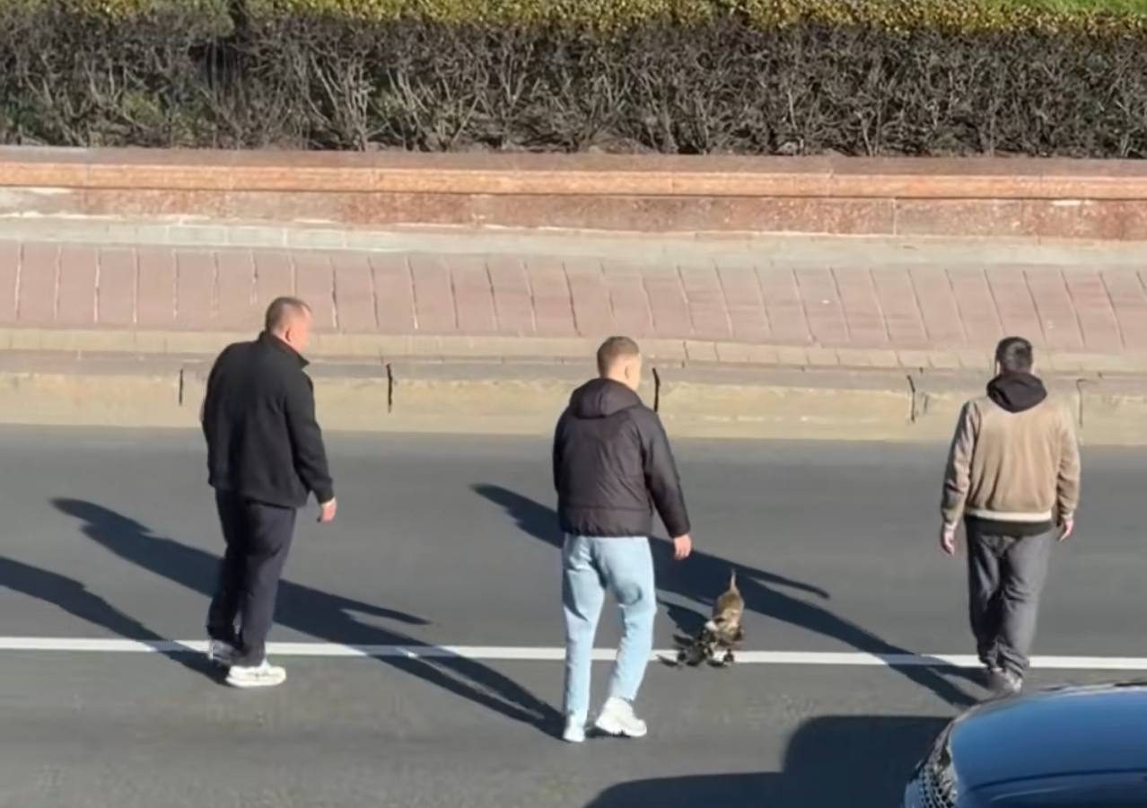 Трогательное видео спасения утки и утят в Минске вызвало обсуждение в сети