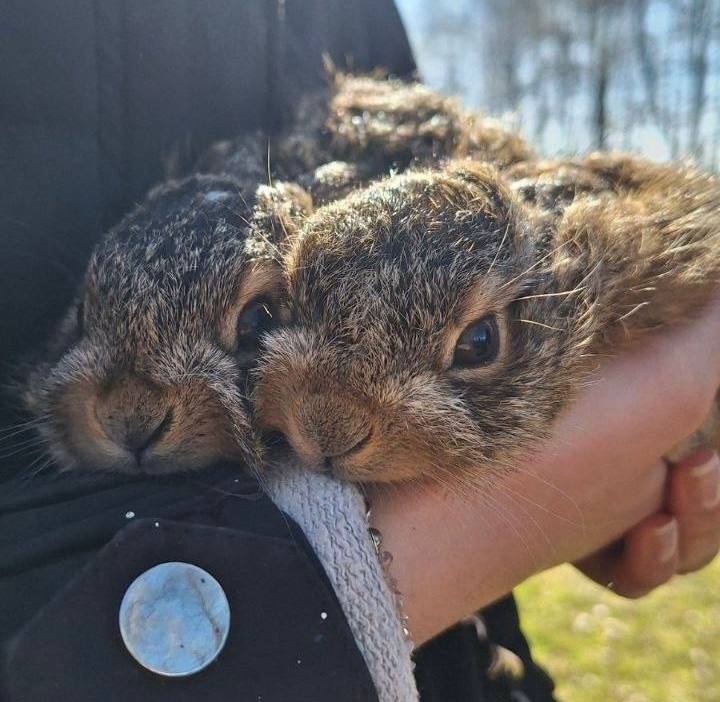 Лесные крохи в объективе: зайчата, найденные в Ижском лесничестве