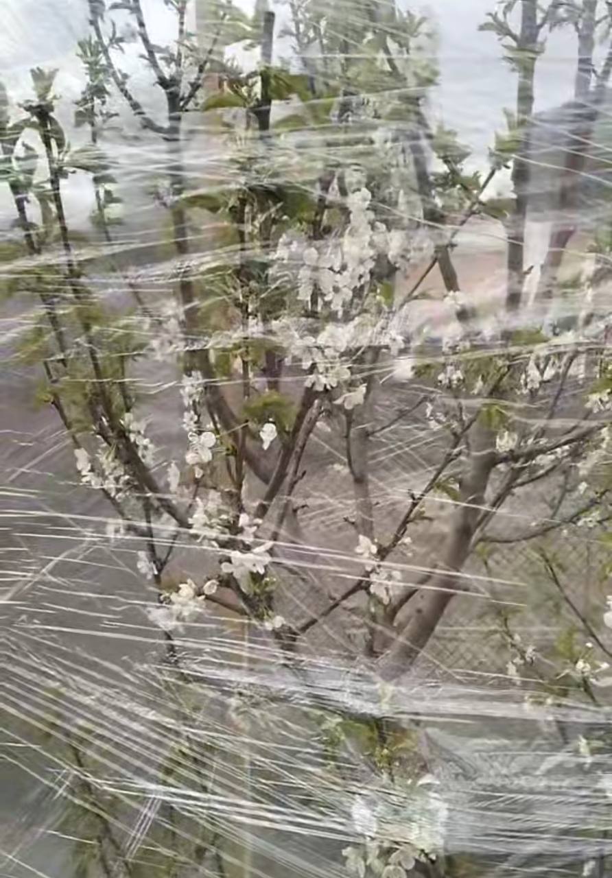 Увидели интересный способ, как спасти черешню от мороза