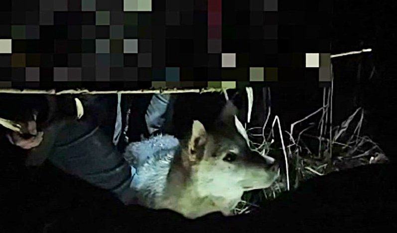 С собакой докшицкие спасатели искали в лесу мать и её 14-летнего сына