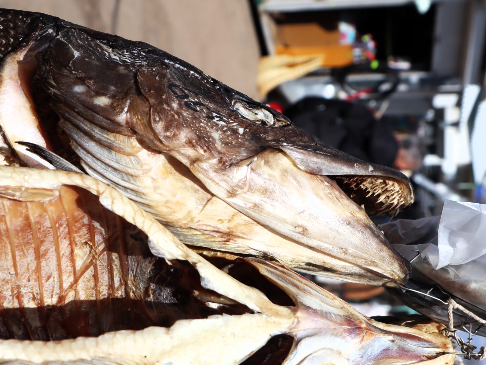 Щука не даст выжить ротану в Вилейском водохранилище. Какая чужеродная рыба плавает в наших водоемах?