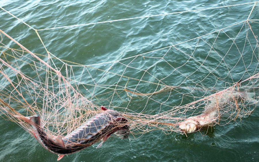 В Витебской области задержали браконьеров, улов которых оценён более чем в 17 тысяч рублей