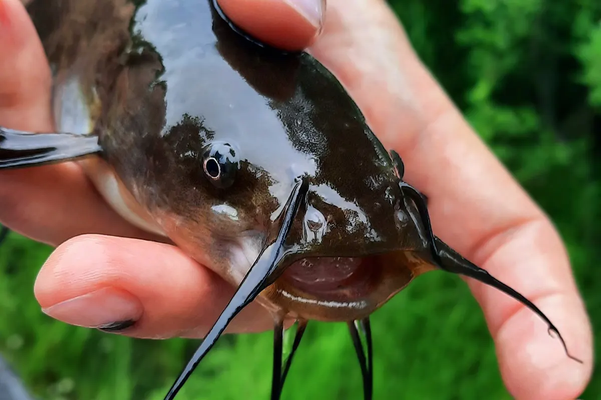 Учёные назвали рыб-вредителей, которые захватывают водоемы
