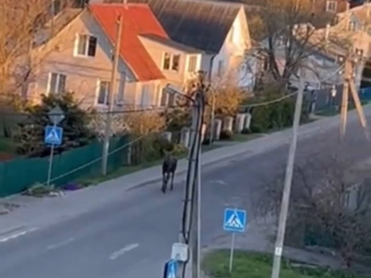 Лось гулял по улицам Мяделя