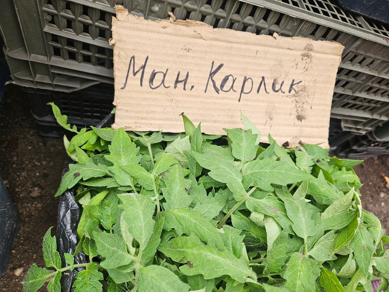 Нашли на рынке в Молодечно рассаду томата Монгольский карлик. Разбираемся в преимуществах сорта