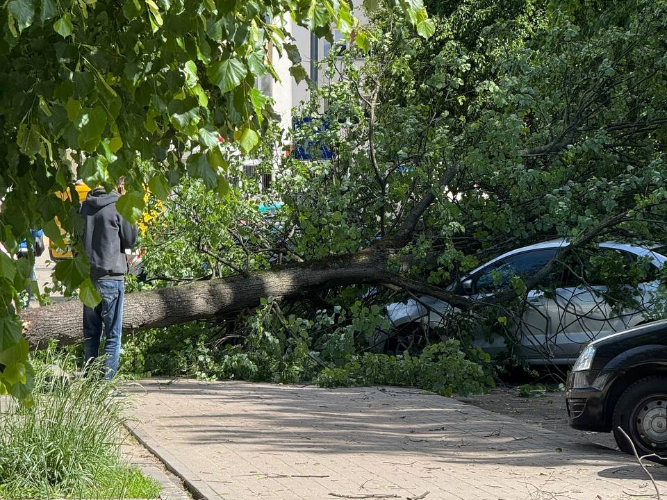 В Молодечно возле рынка на два автомобиля упало дерево