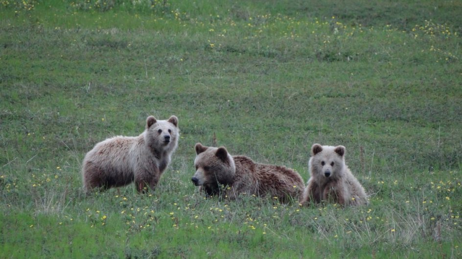 В Вилейском районе снова заметили медведей. Рассказываем, где на этот раз