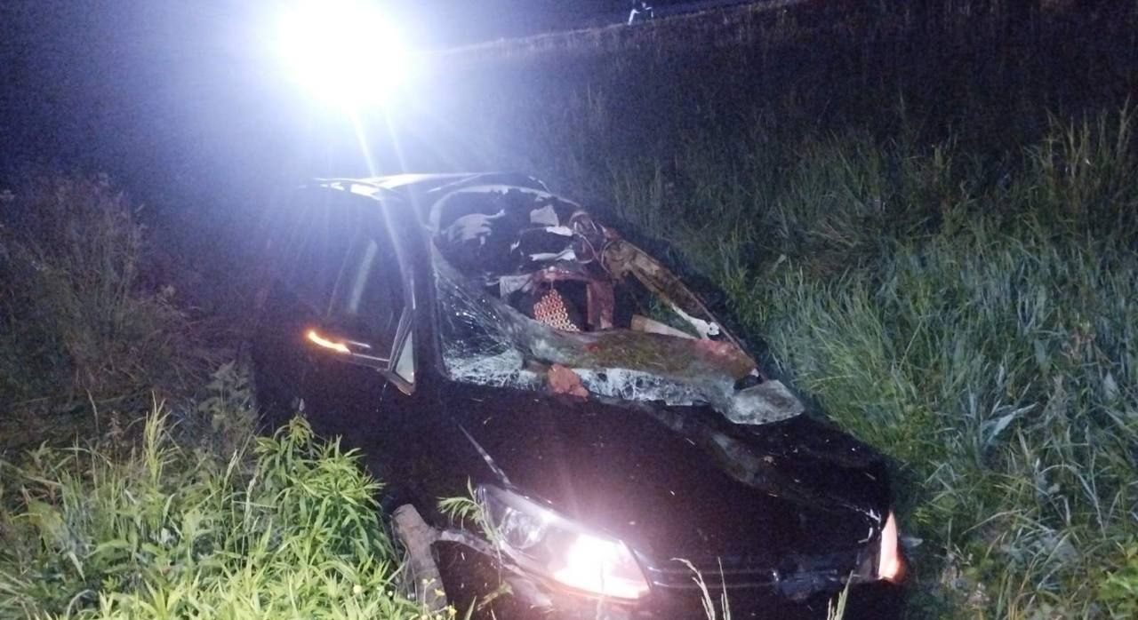 В Воложинском районе в ДТП с лосем пострадал водитель