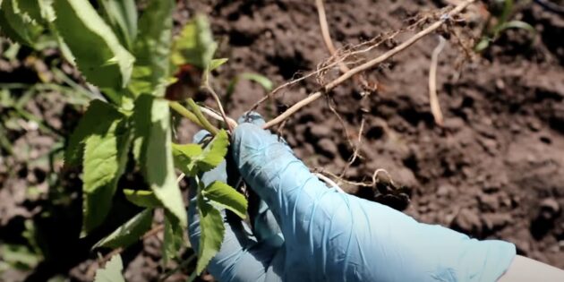 Простой способ уничтожения сныти на участке