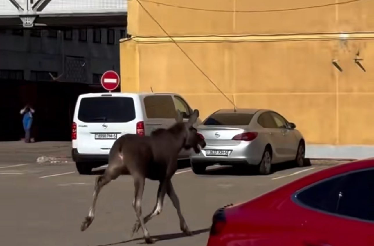 По Молодечно снова гуляет лось