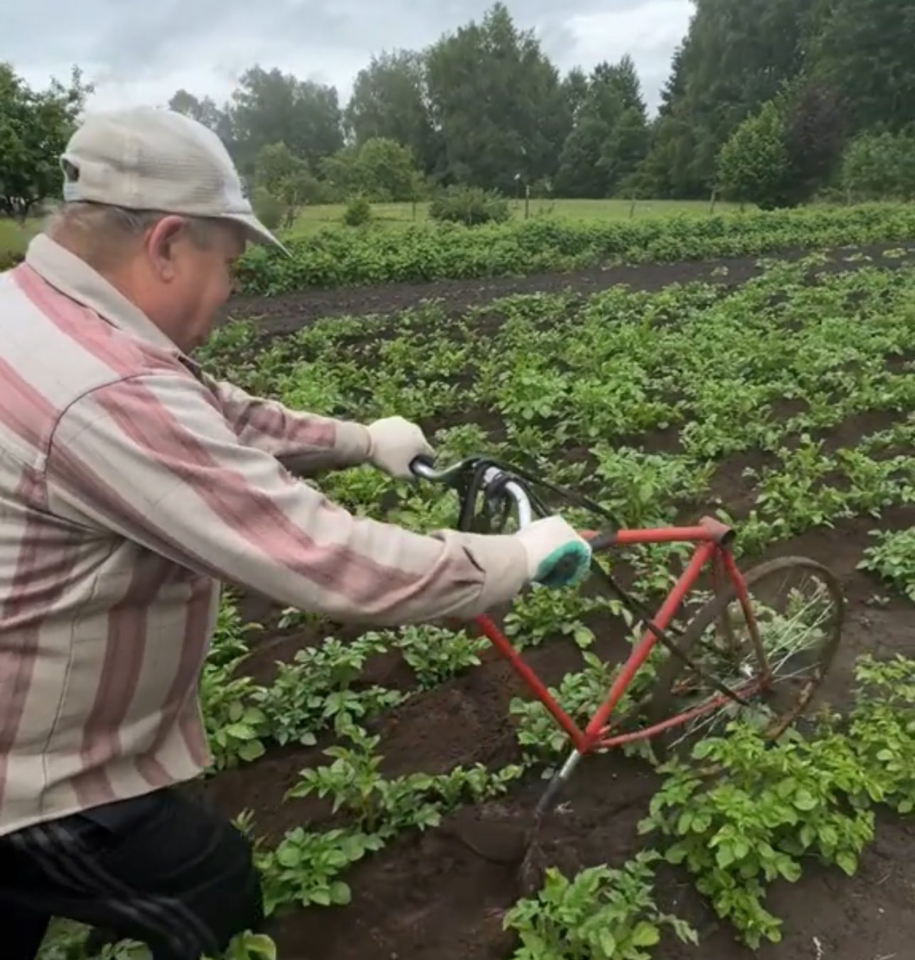 Сельчанин 6 лет назад продал коня и сделал окучник из велосипеда