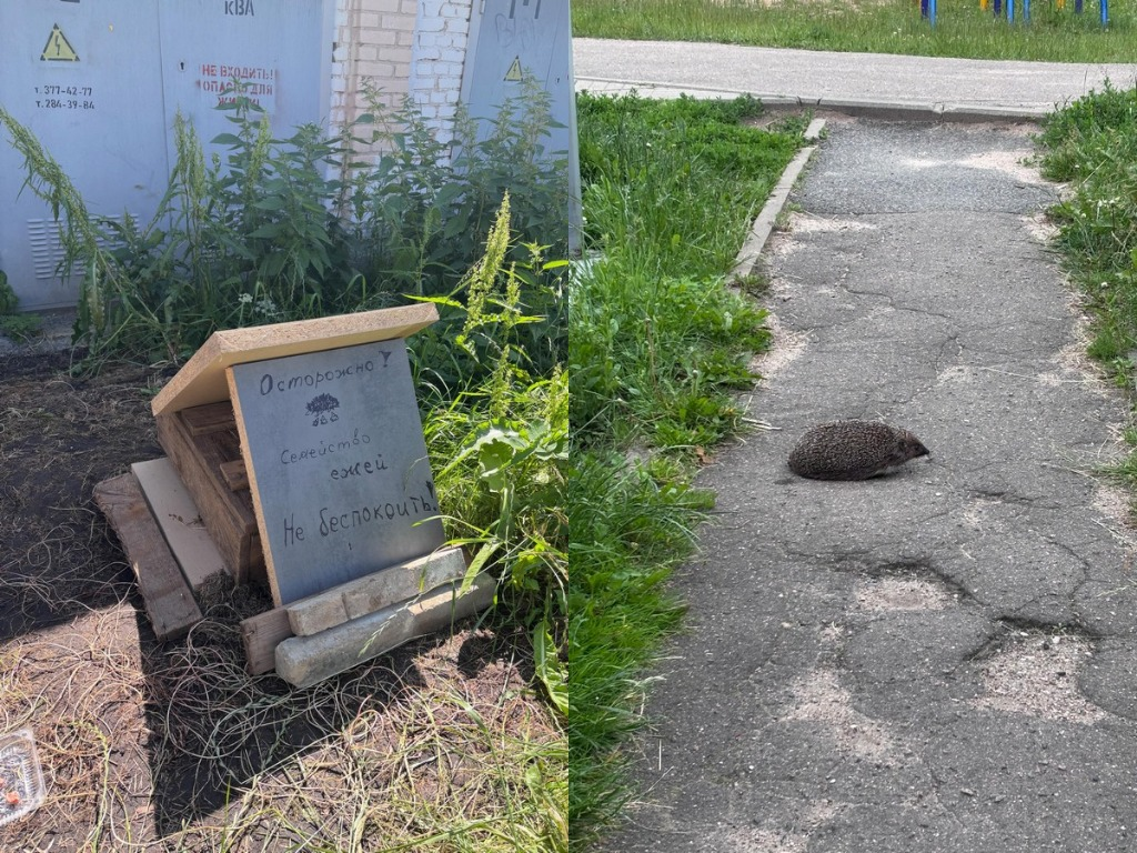 В Минске рабочие сделали домик для семьи ежей