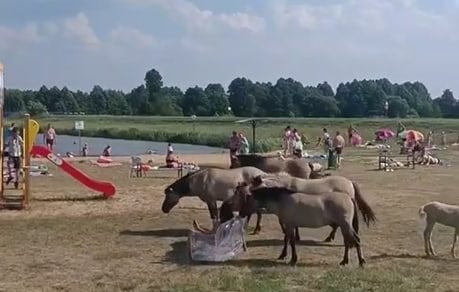 Дикие лошади пришли спастись от жары на пляж под Воложином
