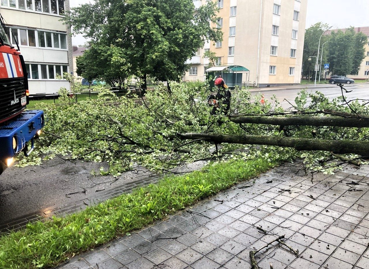 Дерево утром рухнуло на тротуар и проезжую часть в Молодечно